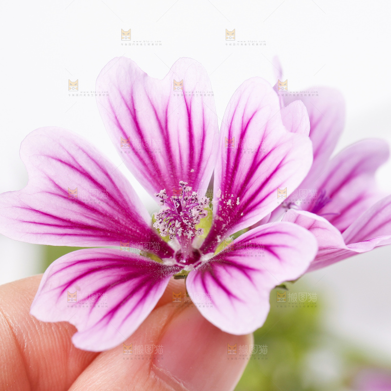 白底上摆放着锦葵花