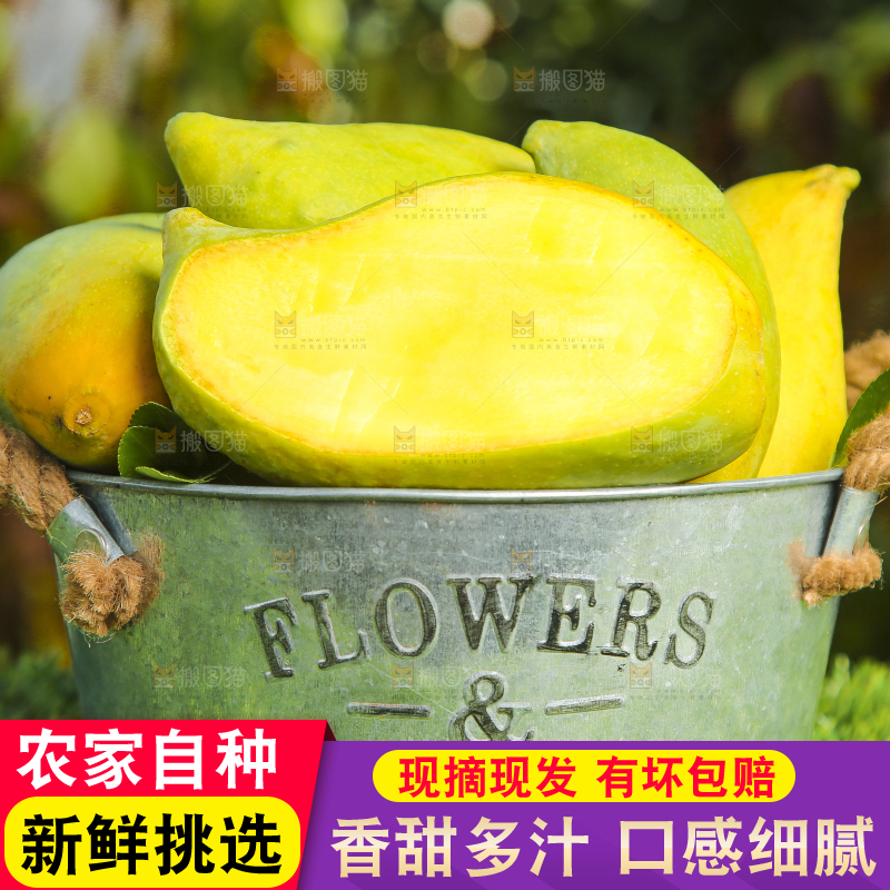 小铁桶里装着云南鹰嘴芒