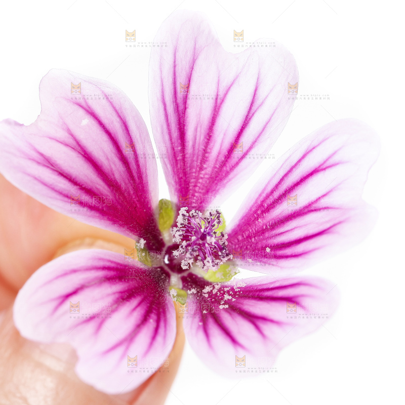 手里拿着锦葵花