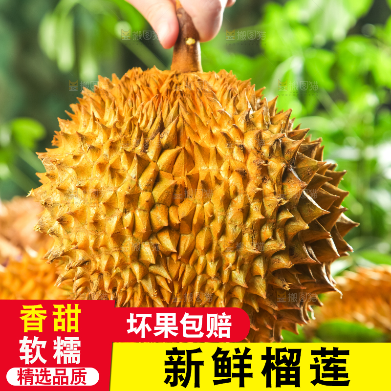手里拿着金枕头榴莲