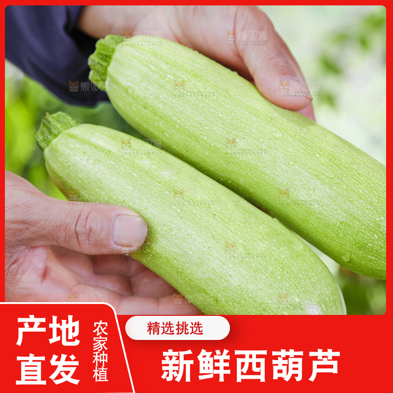 手里拿着西葫芦瓜