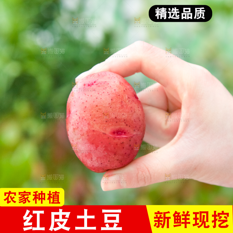 手里拿着土豆