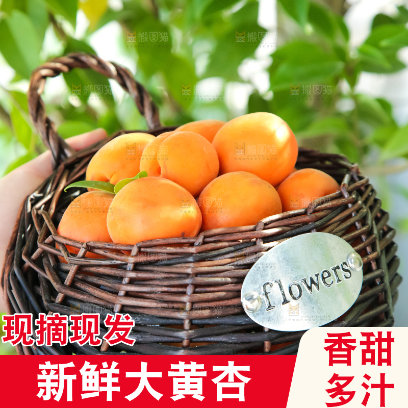 手里拿着一篮黄杏