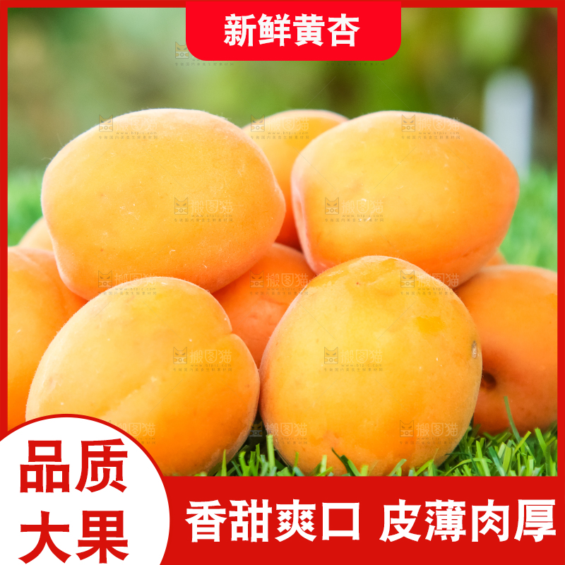 草地上摆放着黄杏