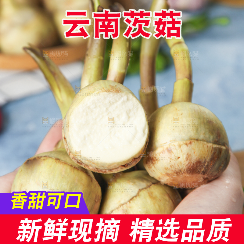 手里捧着白慈菇