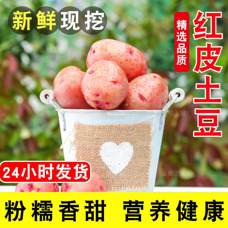 小桶里装着红皮土豆