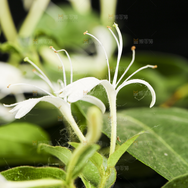 花瓶里插着金银花
