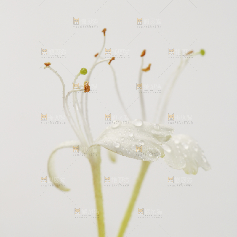 白底上的金银花