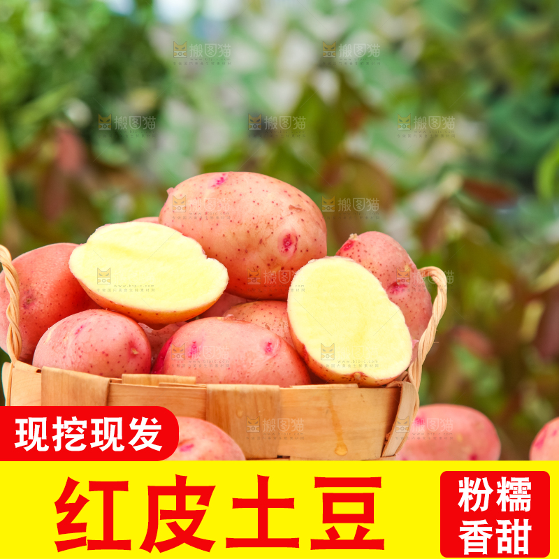 篮子里装着高山红皮土豆