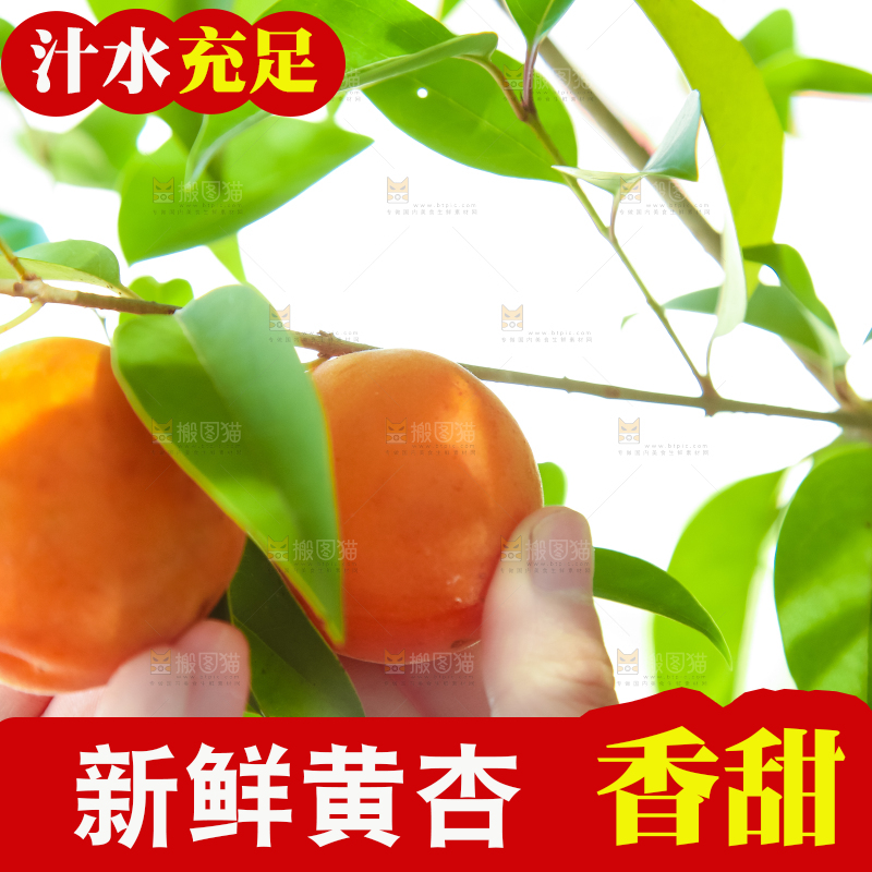 手里拿着秦岭头茬大黄杏