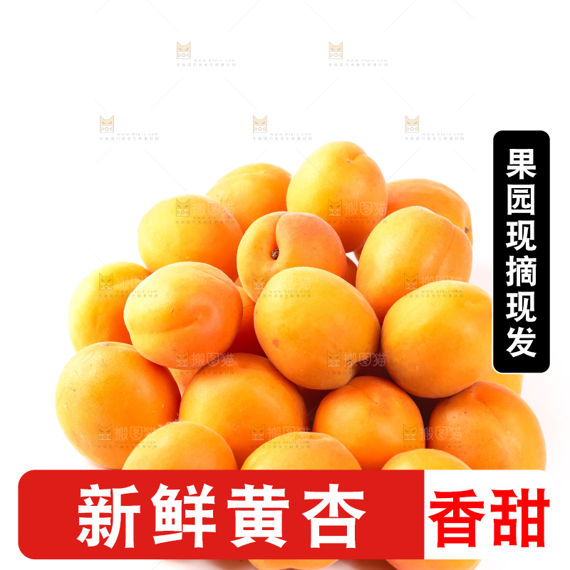白底上放着陕西新鲜大黄杏