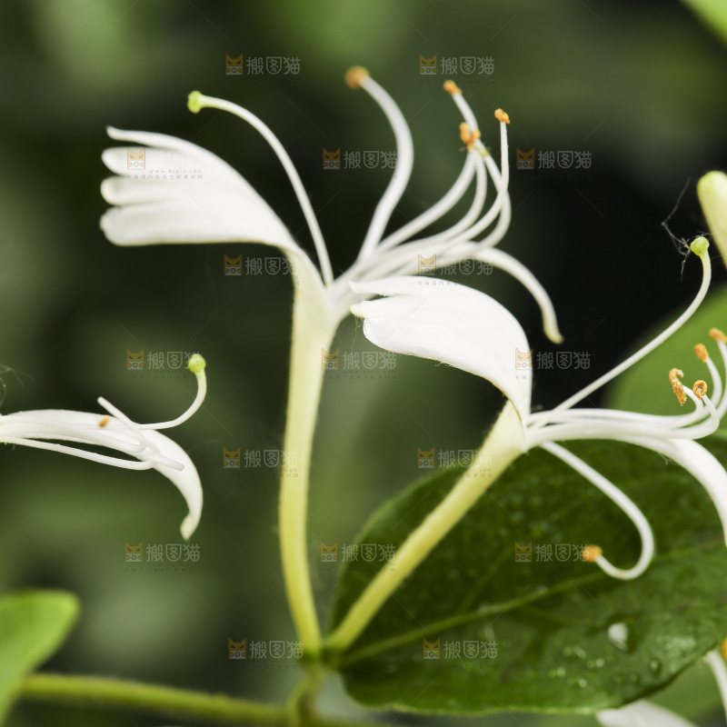 浅底上的金银花