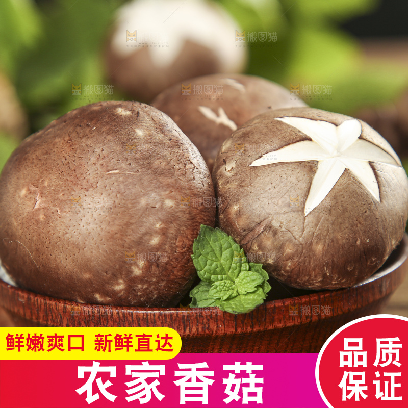 木底上摆放着新鲜香菇