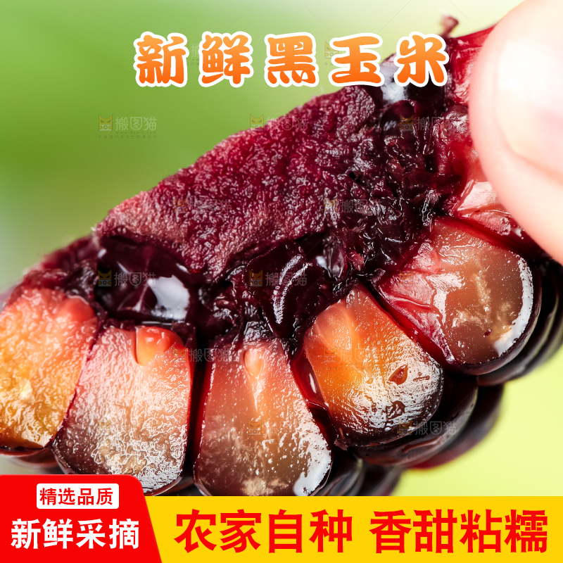 手里拿着黑珍珠玉米