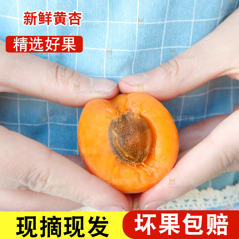 手里拿着秦岭头茬大黄杏