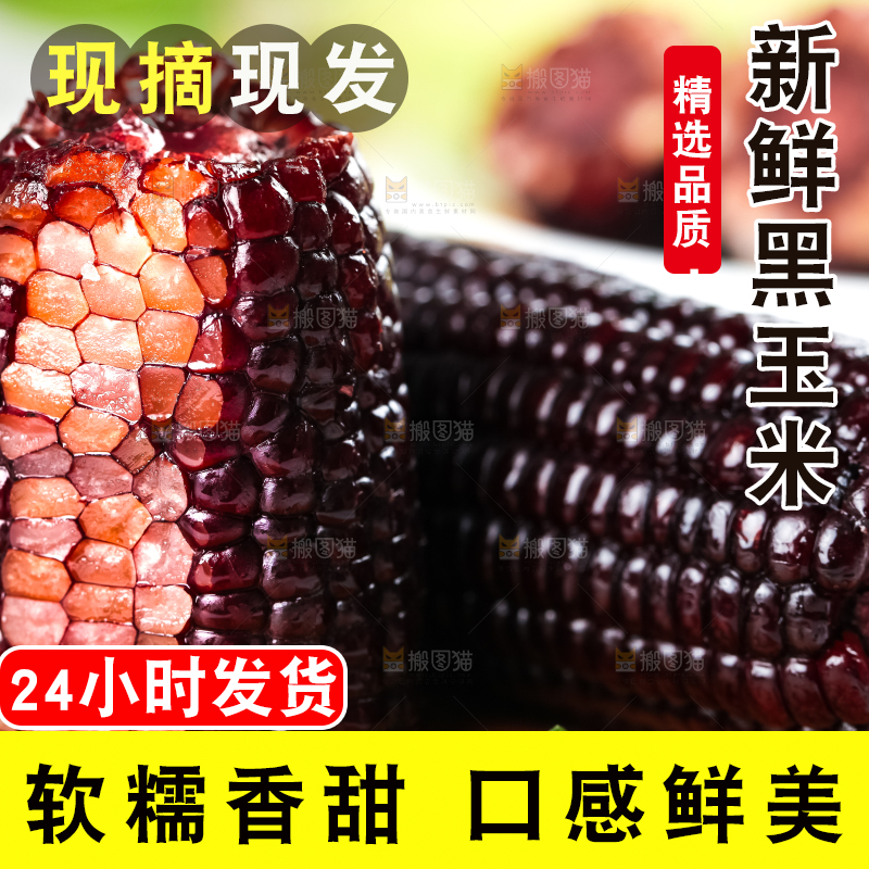 木底上摆放着东北黑玉米