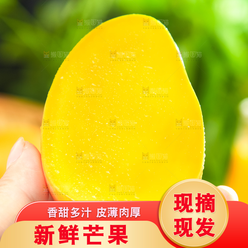 手里拿着台农芒