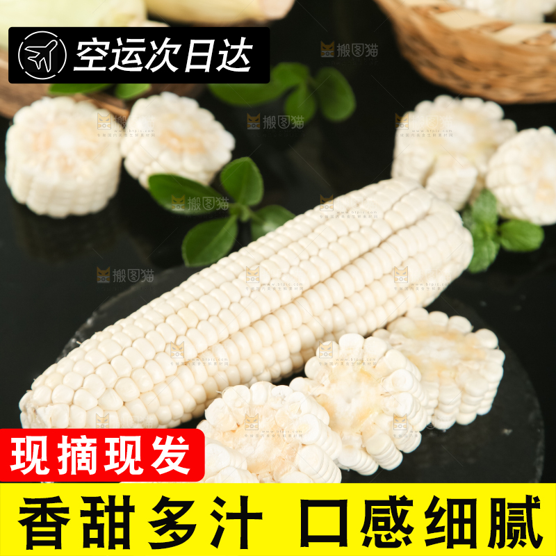 黑底上放着白玉米