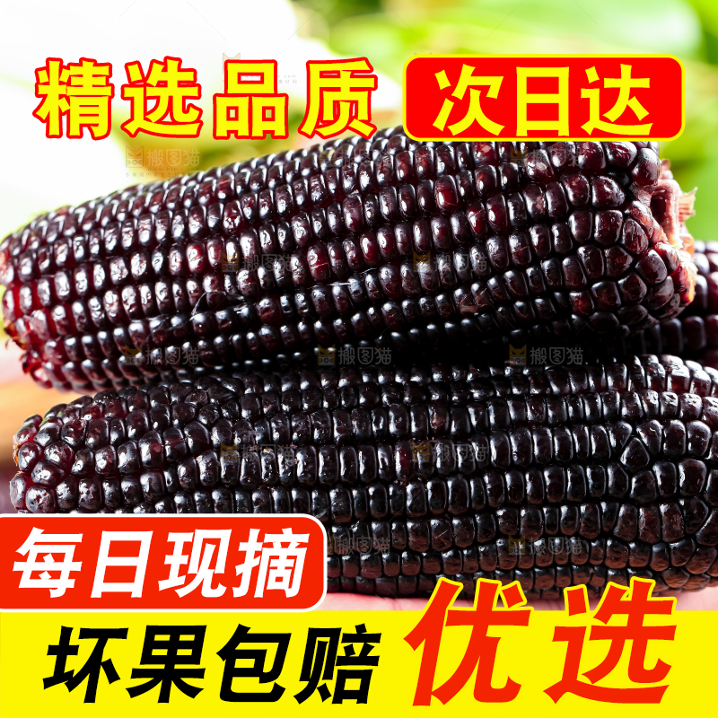 手里拿着紫玉米