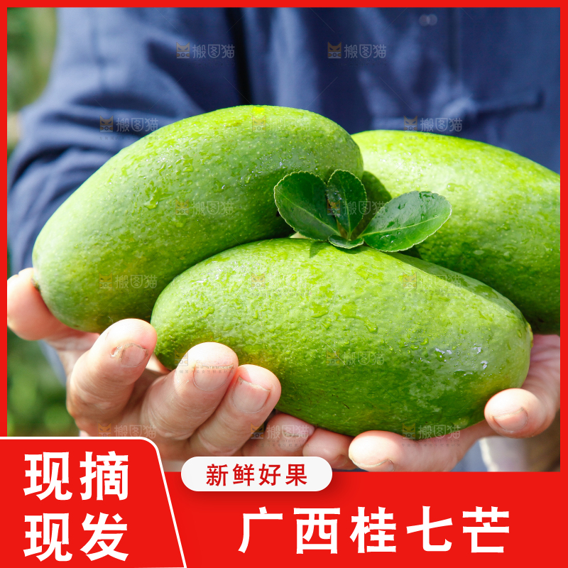 手上拿着田东桂七青芒