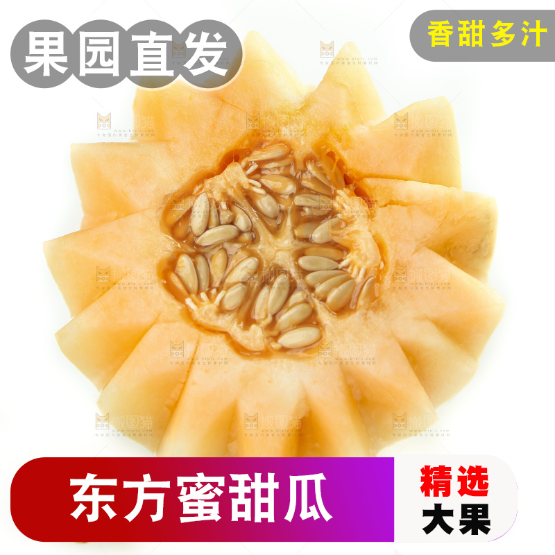 白底上摆放着台州东方蜜一号甜瓜