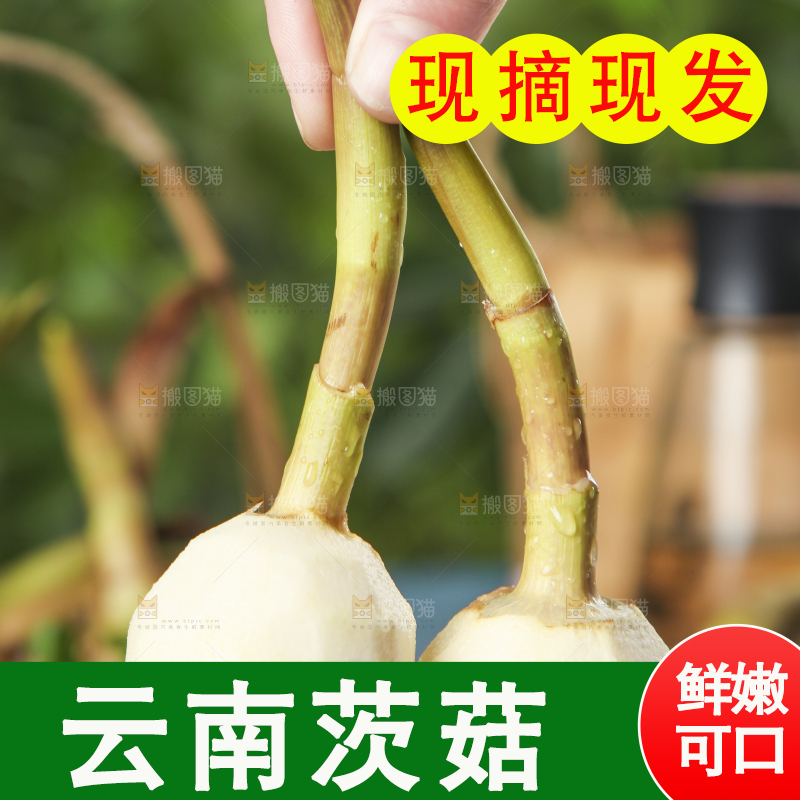 手里拿着白慈菇