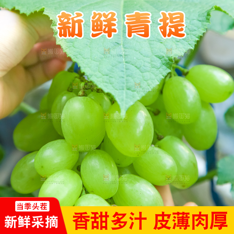 手里拿着澳洲无籽青提