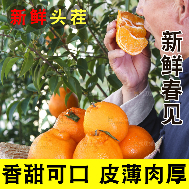 农民手里端着一篮子春见耙耙柑