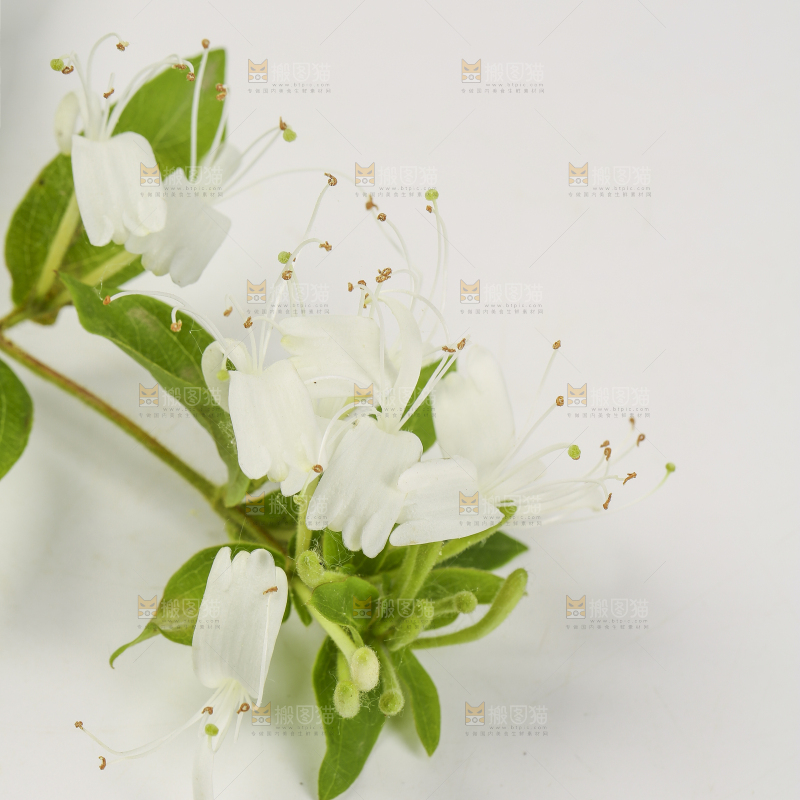 白底上放着金银花