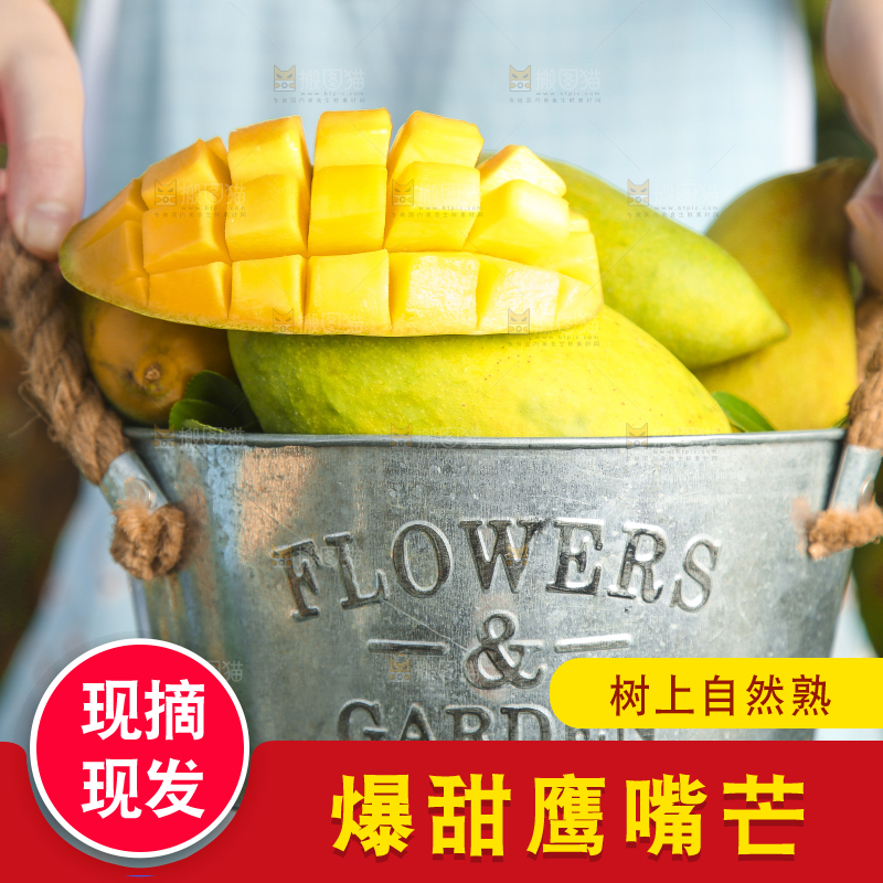 小铁桶里装着云南鹰嘴芒