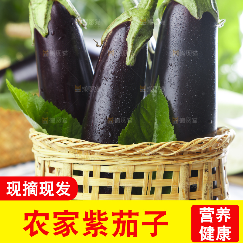 篮子里装着紫茄子
