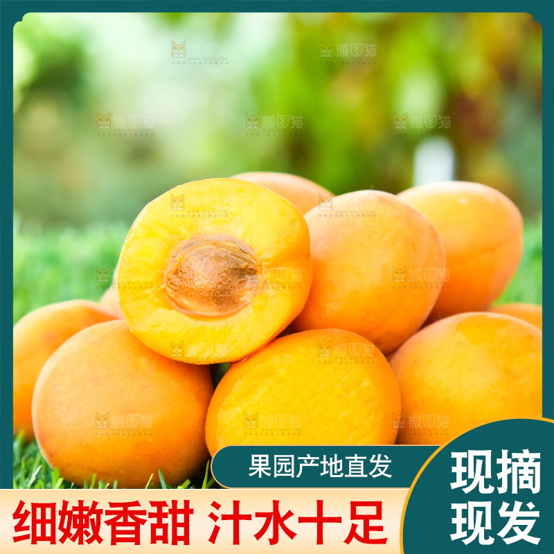 草地上放着黄杏