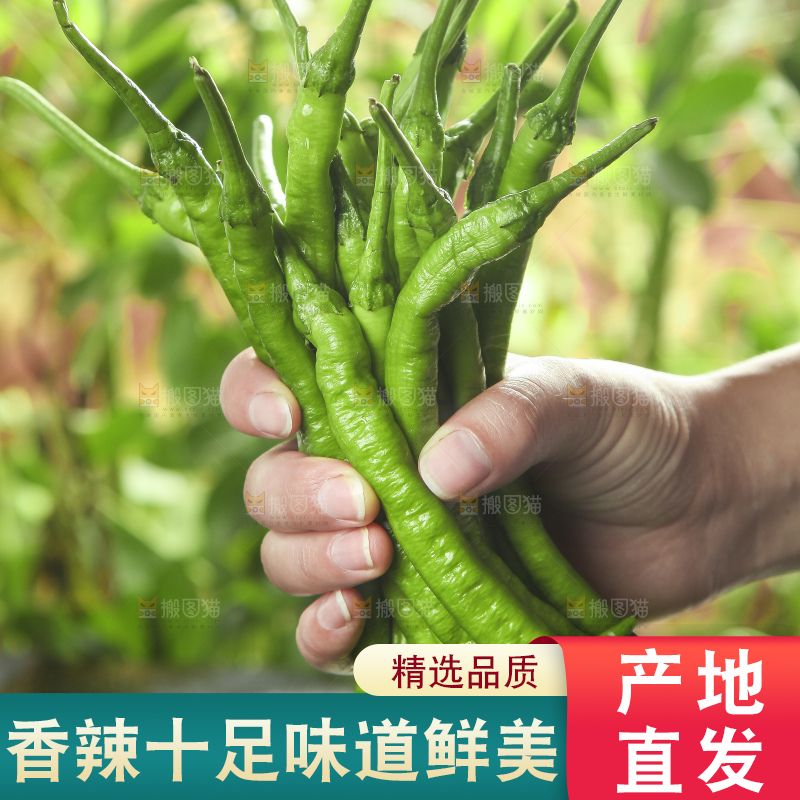 石板上放着一捆线椒