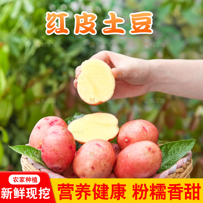 篮子里装着红皮黄心土豆