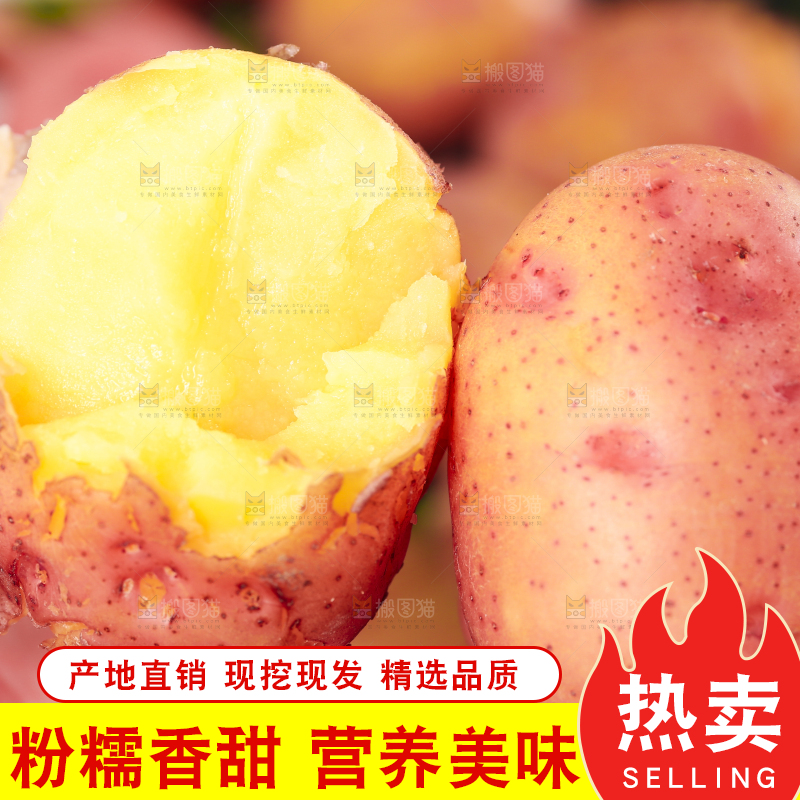 手里拿着红皮黄心土豆
