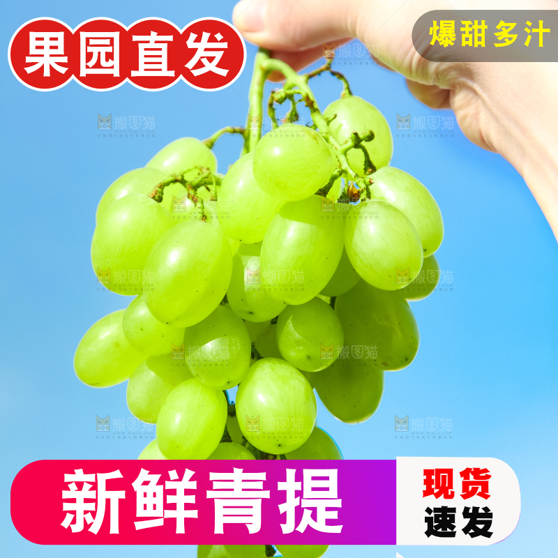 手里拿着澳洲无籽青提