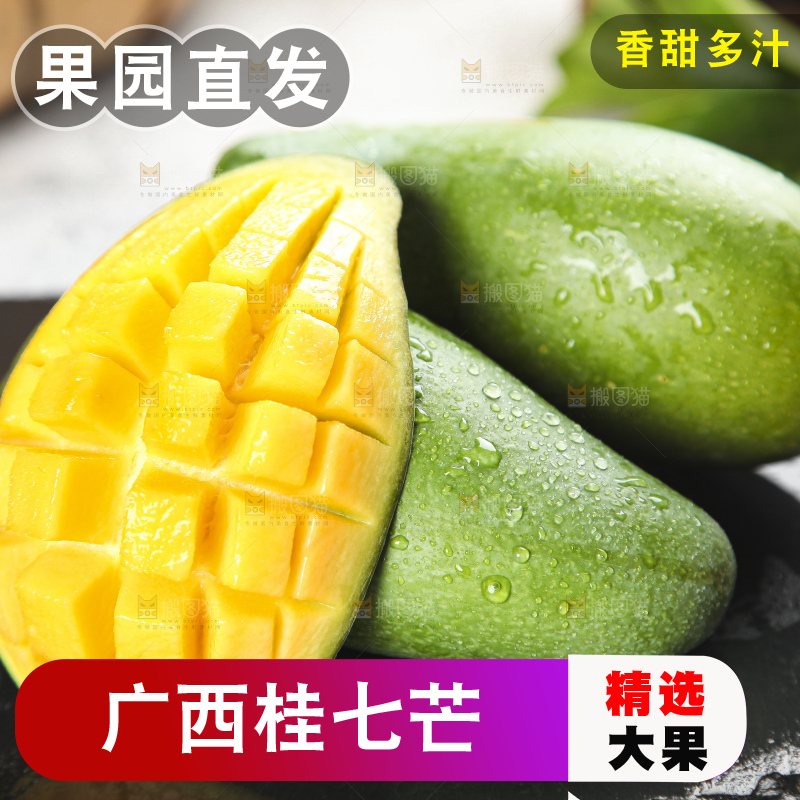 石板上的青皮桂七芒
