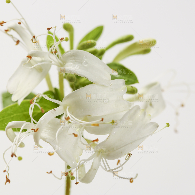 白底上的金银花