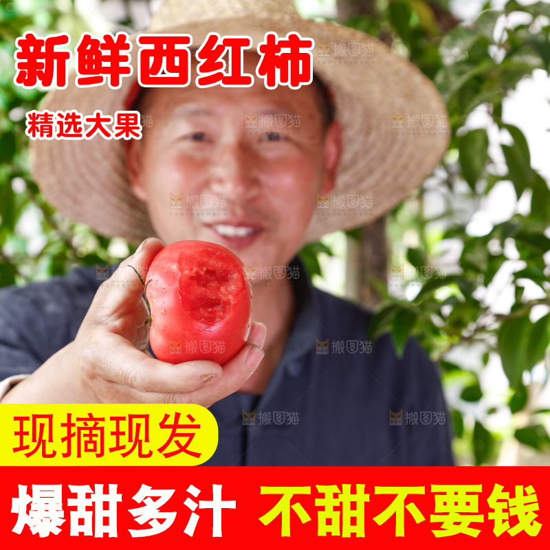 农民手里拿着普罗旺斯西红柿