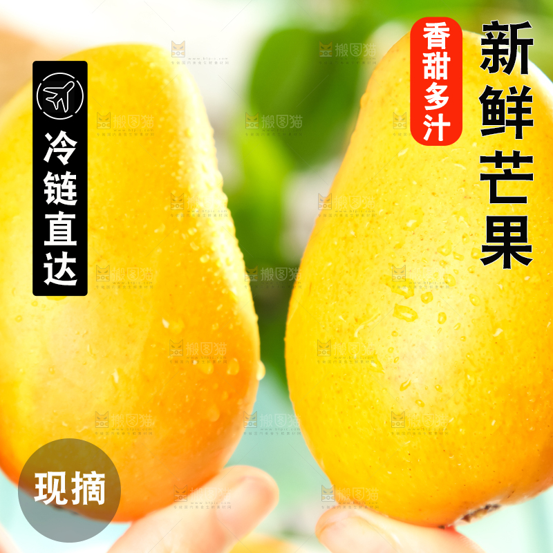 手里端着海南台农芒果