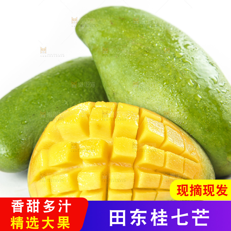 白底上的桂七香芒