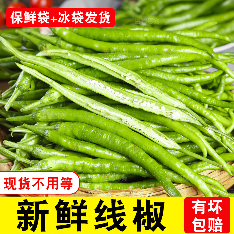 篮子里装着广西新鲜线椒