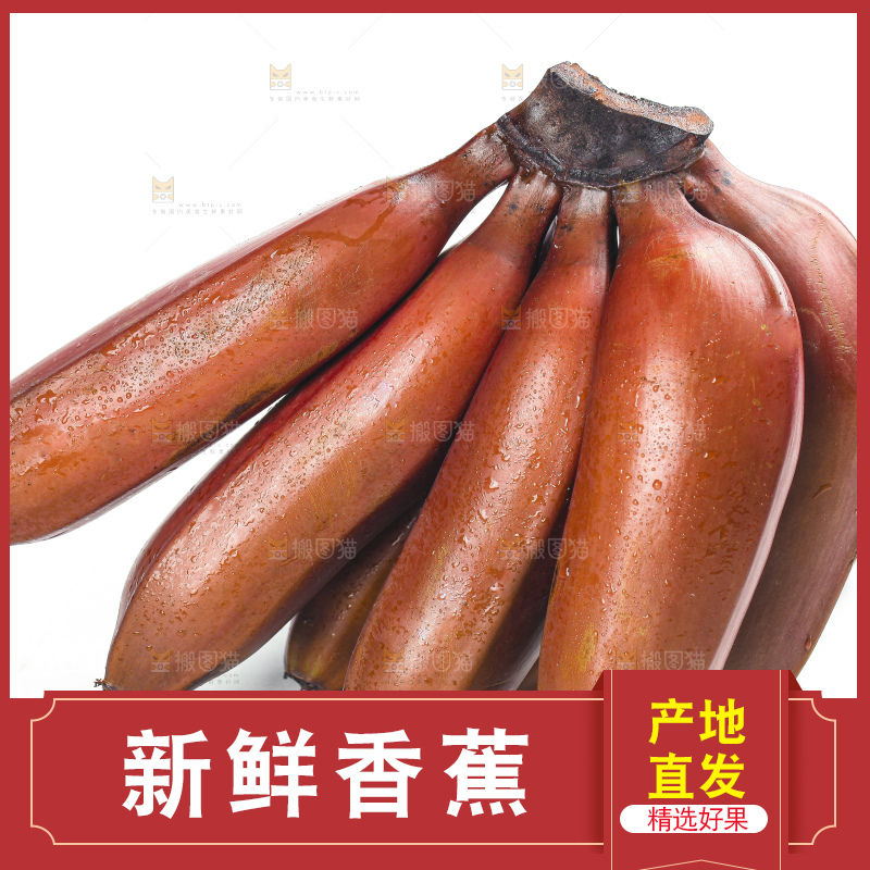 白底上的红皮美人蕉