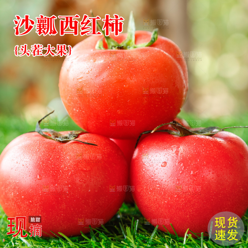 草地上的一堆新鲜西红柿