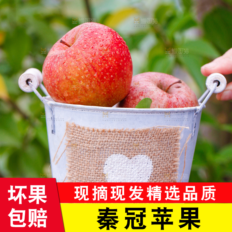 手里拿着秦冠苹果