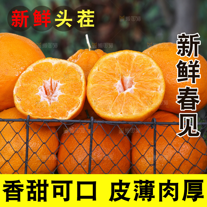 草地上放着一筐四川春见耙耙柑