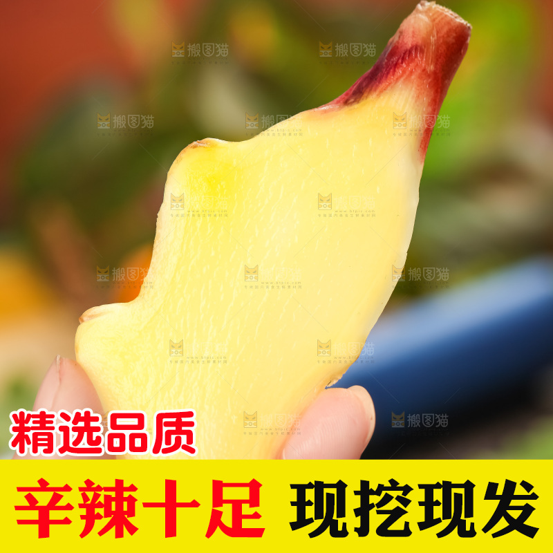 手里拿着新鲜生姜