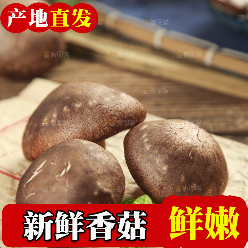 木底上摆放着新鲜香菇