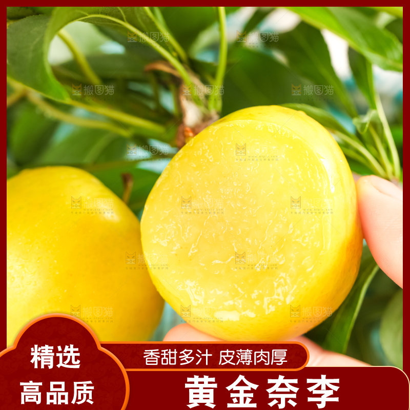 枝叶上的黄金李