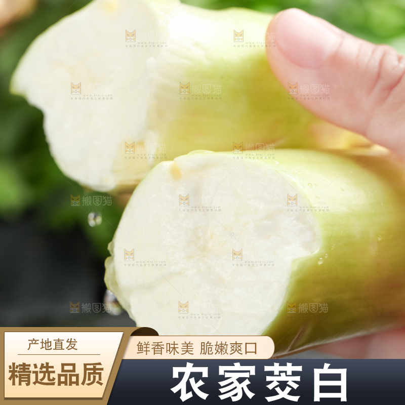 手里拿着湖北新鲜茭白